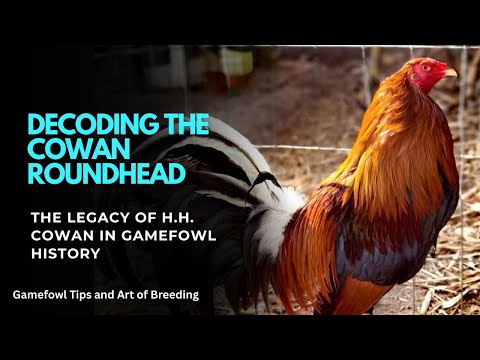 Decoding the Cowan Roundhead: The Legacy of H. H. Cowan in Gamefowl History