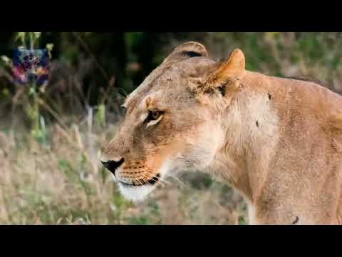 Frankdav In: Safari TimeLapse  Someone You Loved - PaulGannon Bootleg 2021 @NatGeo
