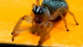 preview picture of video 'Blue-Green Jumping Spider (Salticidae) in the Sierra Foothills'