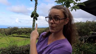 Plants of Hawaii | Hamakua Homestead