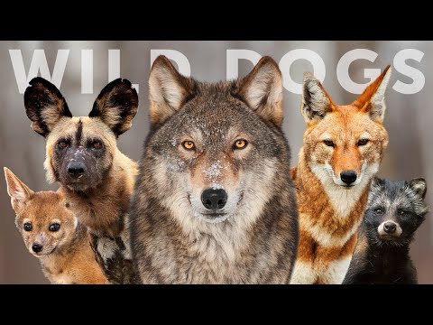 Get to Know All 15 Species of Wild Dogs!