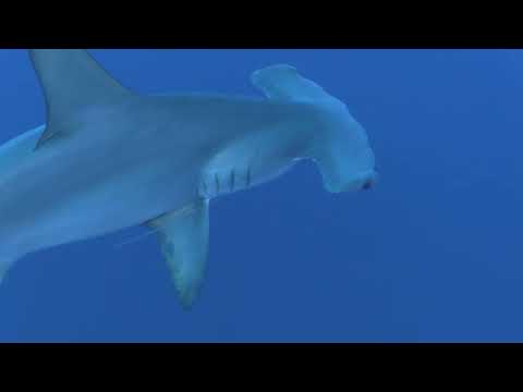 Ägypten 2022 - Best of Red Sea  - Trailer