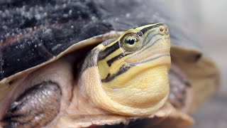 very funny shy turtle comes out of shell