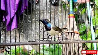 Download lagu HANYA 1 MENIT!! SOGON MANAPUN BAKALAN NYAUT DAN IKUT GACOR mp3