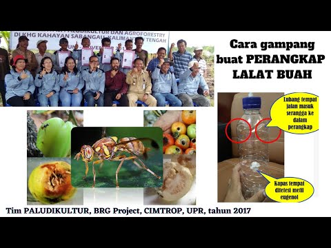 BRG Project Tim PALUDIKULTUR, CIMTROP UPR 2017 membuat perangkap lalat buah