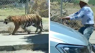 video: 'Tiger King of Mexico' lassos big cat on surburban street