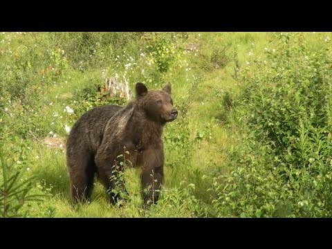 Finlande  Ours et glouton