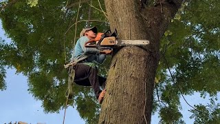 Cưa cây còng siêu to siêu nhánh ,Gần nhà. Cưa cây kỷ thuật cao