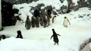 Raving DnB Penguin