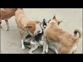Dog Fight Dog Playing Dog Life Animals Dog