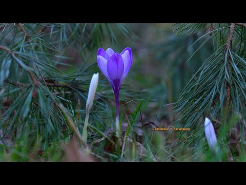 Forest Walk - Alexander Nakarada  #GEMINNA