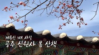 신원사의 봄- 공주에 찾아온 봄을 느껴보세요 이미지