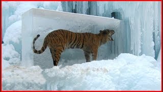 7 Animales Atrapados en el Hielo