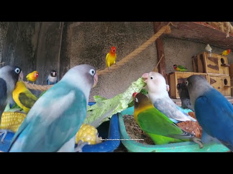 Lovebird Mealtime (August 21st, 2020)