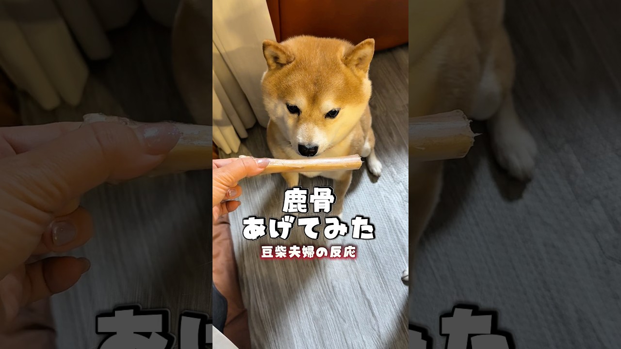 鹿骨をあげてみた時の豆柴夫婦の反応 #豆柴