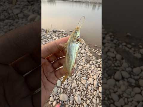😨 This Tiny Fish Was Seconds Away From Death! #shorts #youtubeshorts #fishing