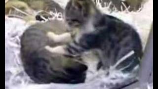 Dog Pulls Bed With Cat In It