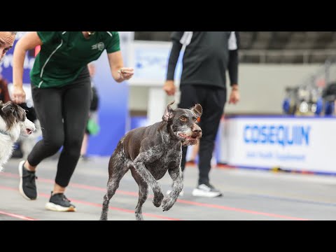 How To Run a Flyball Dog