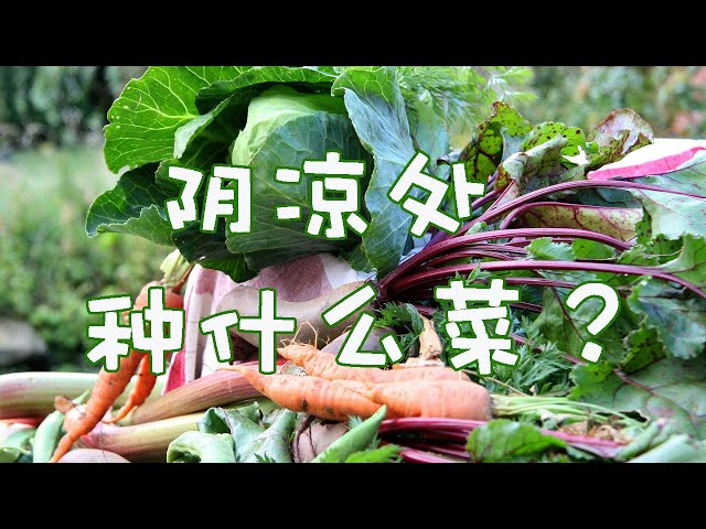 Video de pronunciación de 少 en Chino