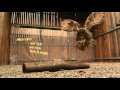 WATCH: World's Largest Owl in Super Slow Motion