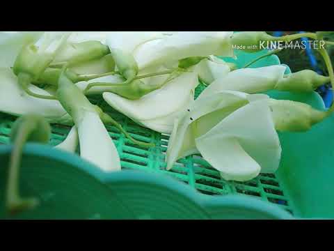 พาเพื่อนๆมาชมการเก็บดอกแคบ้านในสวนผสมปลอดสาร​ I Thanika chanel