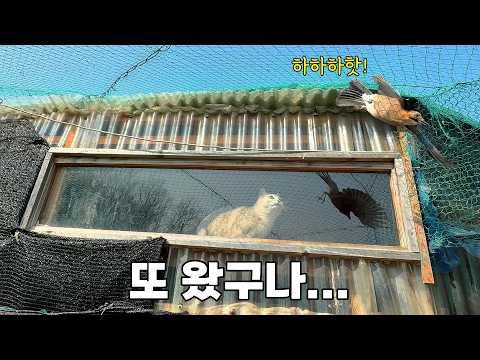 산새도 탐내는 산골짜기 고양이들의 보금자리