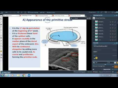 3rd wk of pregnancy - gastrulation - Dr. Ahmed Farid