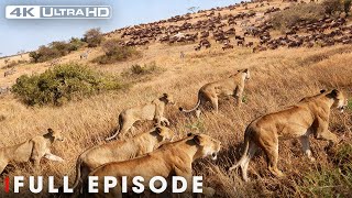 Lion Battle Zone (Mega Episode) | Nature Animal Documentary
