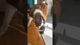 Big Dog Energy? Nah. Little Cat Attitude 😹🐶