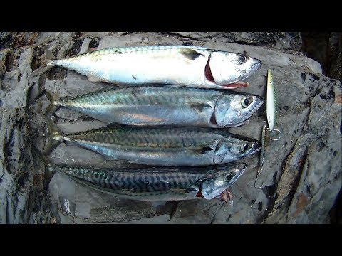 SPINNING for a MACKEREL Dinner - No Time for Talking!