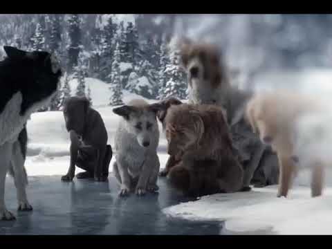 welcome to focus Kannada 2  channel top dogs fight water problem interesting video