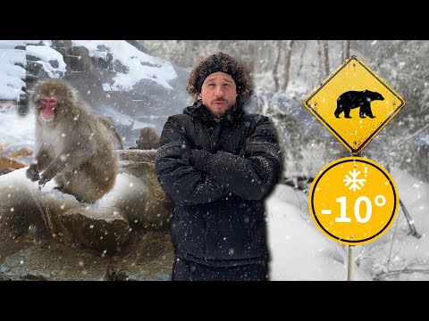 WATCH WHERE YOU WALK! ⚠️ Wild monkeys and bears in the snow 🐻❄️