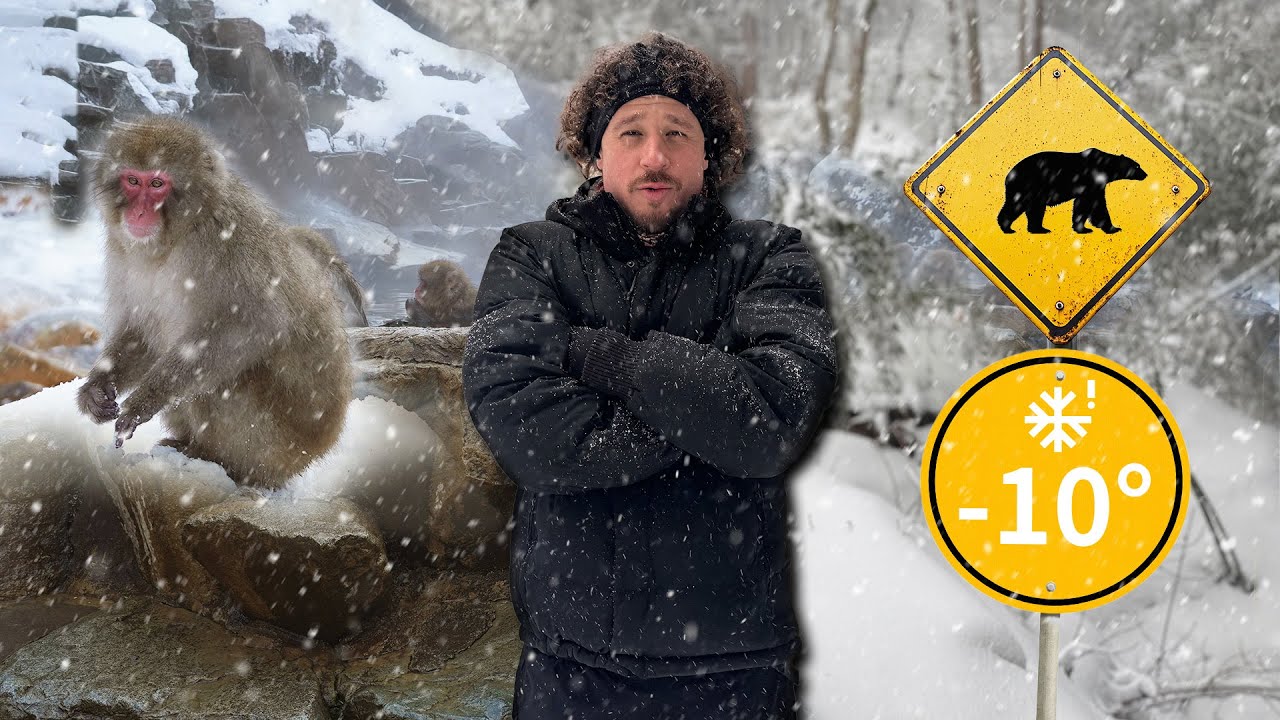 ¡CUIDADO POR DONDE CAMINAS! ⚠️ Monos salvajes y osos en la nieve 🐻❄️