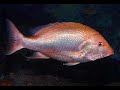 Facts: The Red Snapper