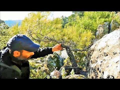 Pine Tree Υamadori Hunting Vol. 5 - Bonsai Inspiration From Nature