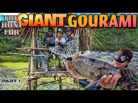 EP882-P1 - The Hunt for Giant Gourami