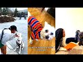 Black People With Their Dogs Funny TikTok Compilations