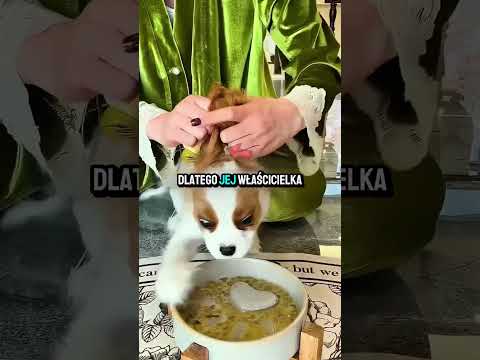 Mały piesek kocha jedzenie 🤯❤️