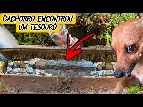 CACHORRO ENCONTROU caixa de madeira com muito DINHEIRO 💰