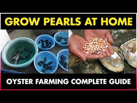 How to grow Pearls at Home | Oyster Farming at Home