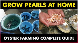 How to grow Pearls at Home | Oyster Farming at Home