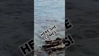 MSC Armonia Tethered in Zante #msccruises #mscarmonia