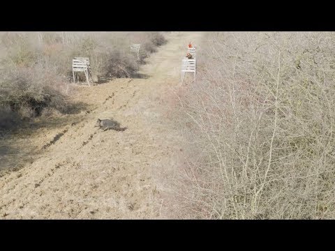 Driven Wild Boar Hunting