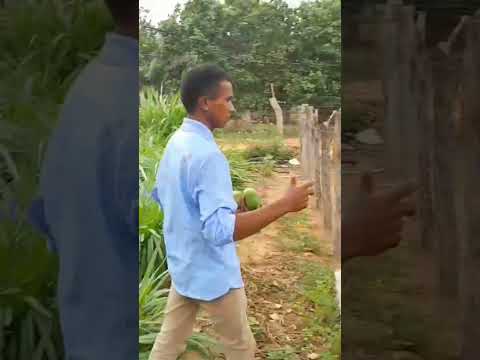 Jatobá Maranhão terra do pequi