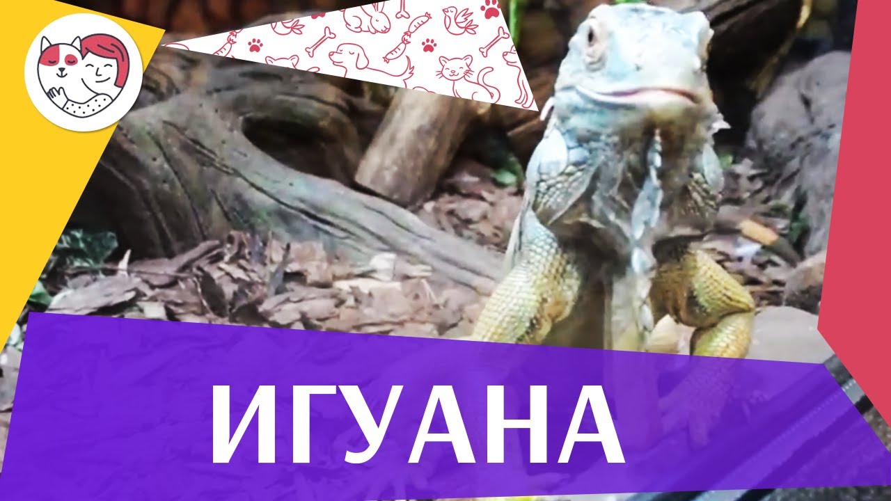Игуана Систематика и этимология на ilikepet