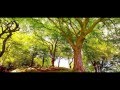 Andy Williams - My Coloring Book