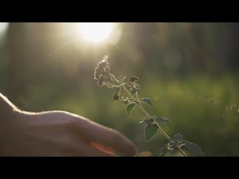 An Herbalist's Credo - by Michael Tierra