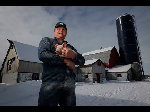 Ottawa Pig Farmers Worry About Trump Tariffs