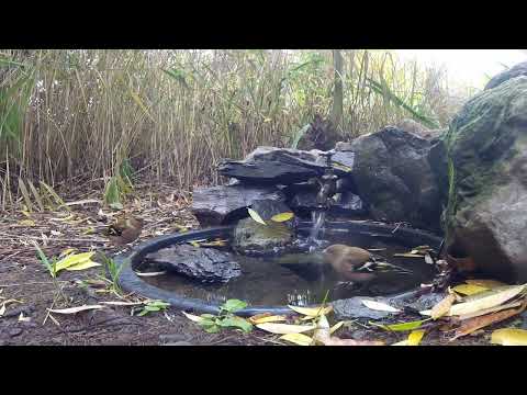 Waterhole Sint-Denijs - Territorial behavior chaffinch - 14.10.2025