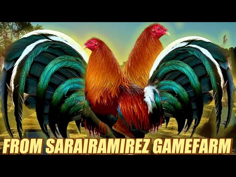 Sweater Hatch Mcrea Brownred Albany - FROM SARAIRAMIREZ GAMEFARM